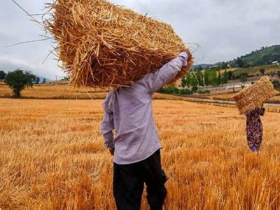 مطالبات گندم‌کاران پرداخت شود