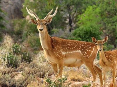 نگهداری ۹ گوزن زرد ایرانی در «فندقلو» اردبیل